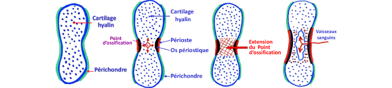 Ossification enchondrale résumée