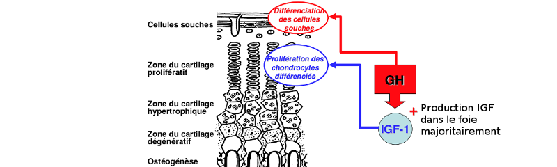 Action sur la croissance du cartilage