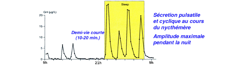 Sécrétion de l’hormone de croissance