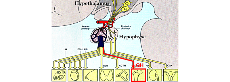 Axe hypothalamo-hypophysaire