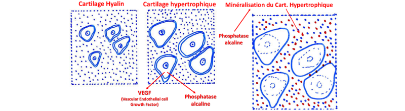 Ossification enchondrale