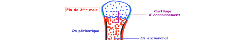 Ossification enchondrale