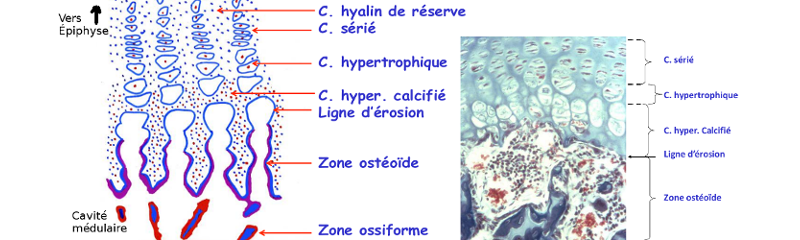 Étapes