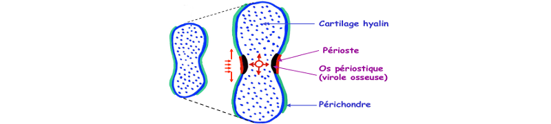 Ossification périostique