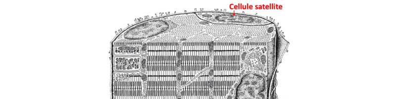 Cellules satellites