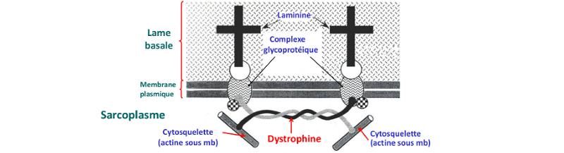 Dystrophine