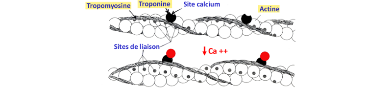 Myofilament fin