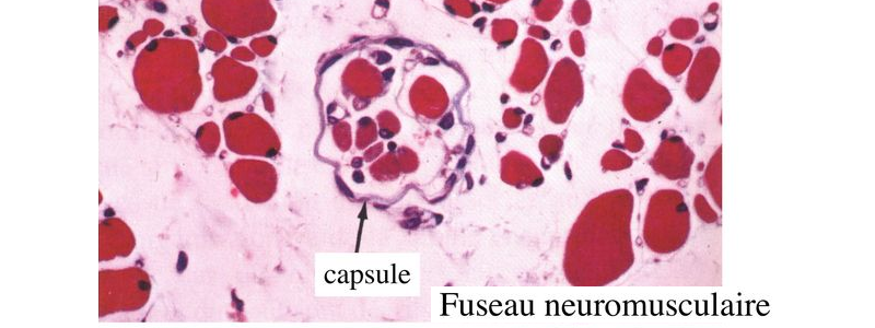 Faiseau neuro-musculaire