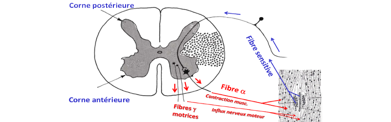 Innervation sensitive