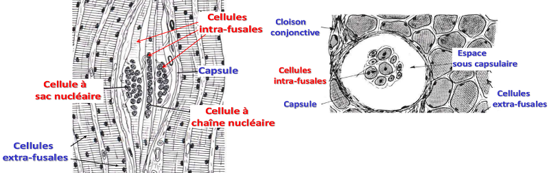 Cellules intrafusales