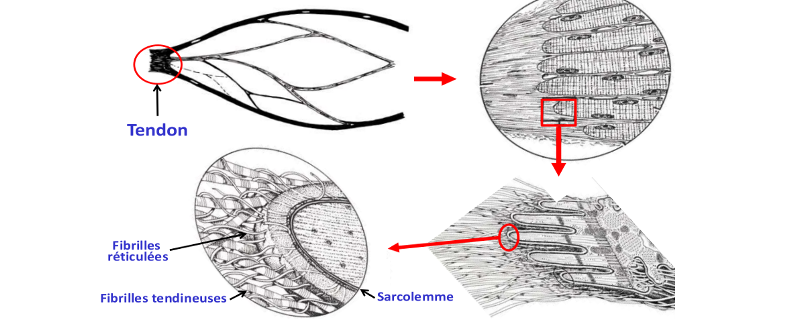 Jonction musculo-tendineuse