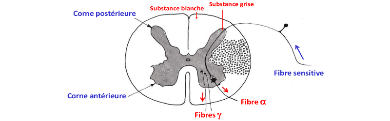 schéma moelle épinière