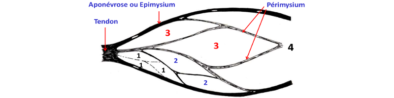 Structure du muscle