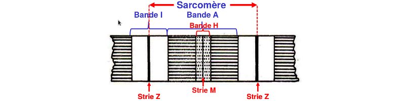 Schéma myofibrille