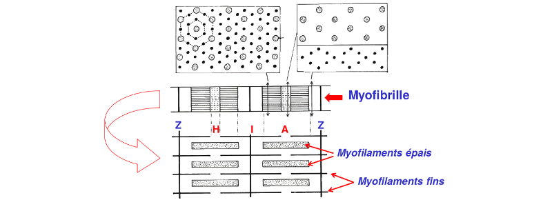 Schéma myofilaments