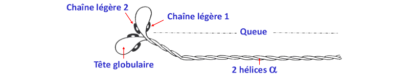 Molécule de myosine II