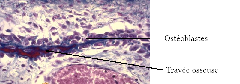 Image d’ostéoblastes