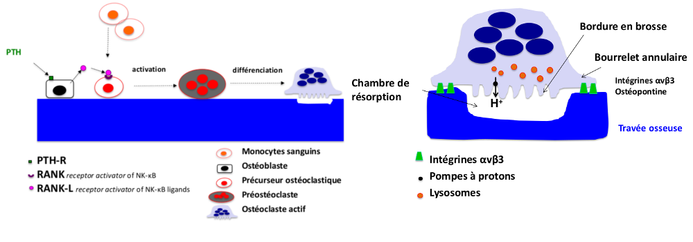 Fonctionnement ostéoclaste