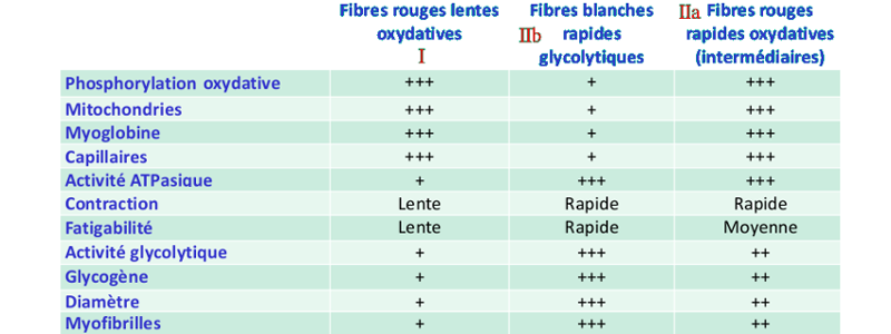 Tableau récapitulatif des types de cellules cellulaires