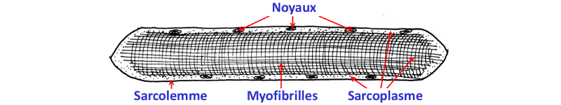 Schéma rhabdomyocyte