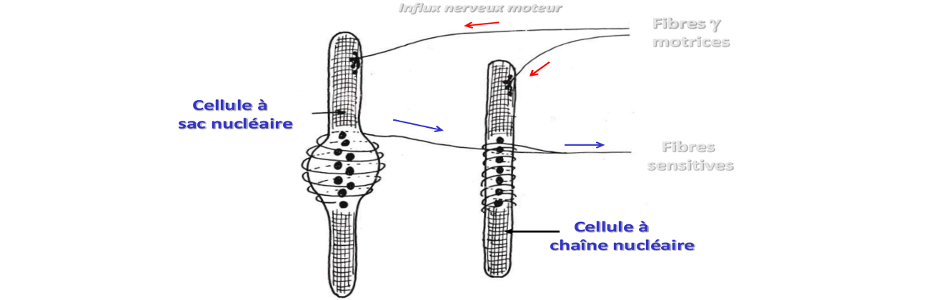 Cellules à sac et cellules à chaine