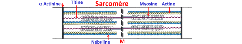 Schéma du sarcomère