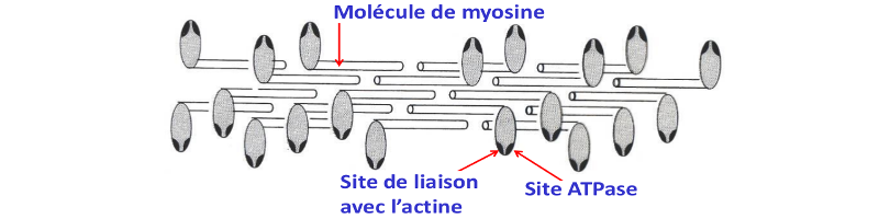 Filament épais