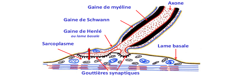 Synapse neuro-motrice