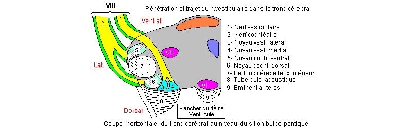 Entrée du VIII dans le tronc cérébral