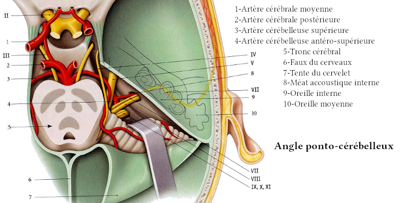 L’angle ponto-cérébelleux