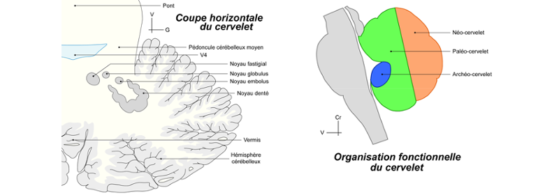 Dessins du cervelet