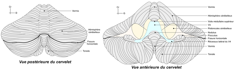 Vue antérieure et postérieure du cervelet