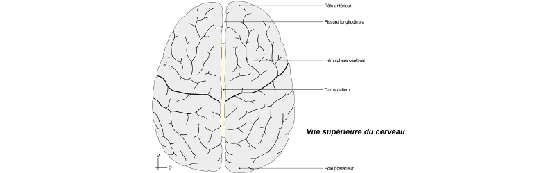 Vue supérieure du cerveau