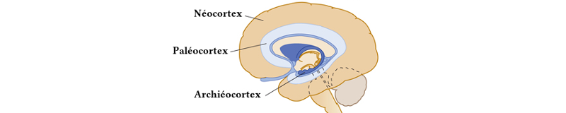 Différents cortex