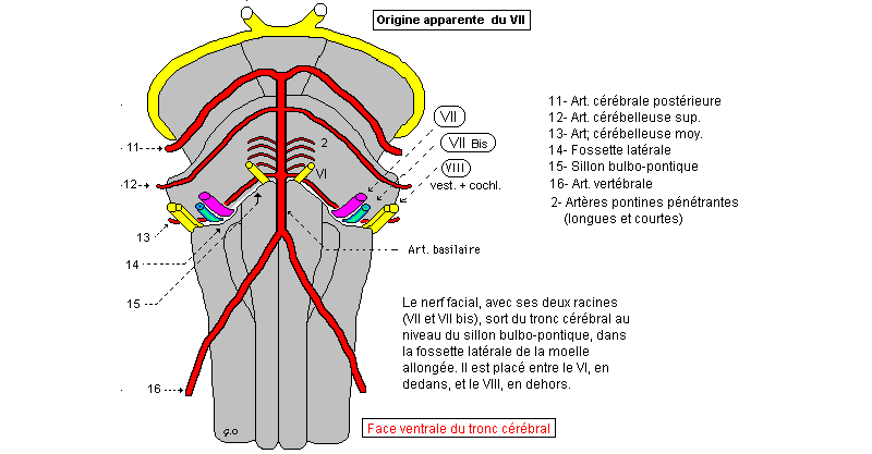 Origine apparente du facial