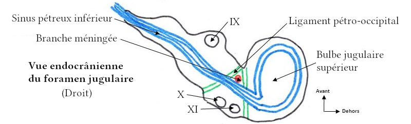La traversée du foramen jugulaire