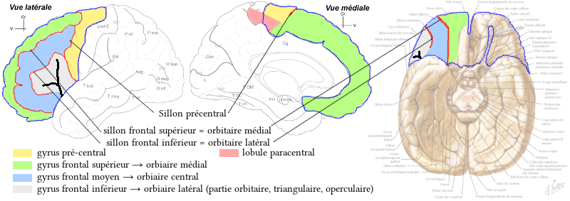 Détail du lobe frontal