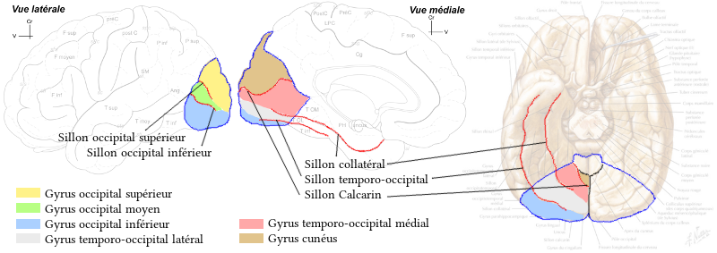 Détail du lobe occipital