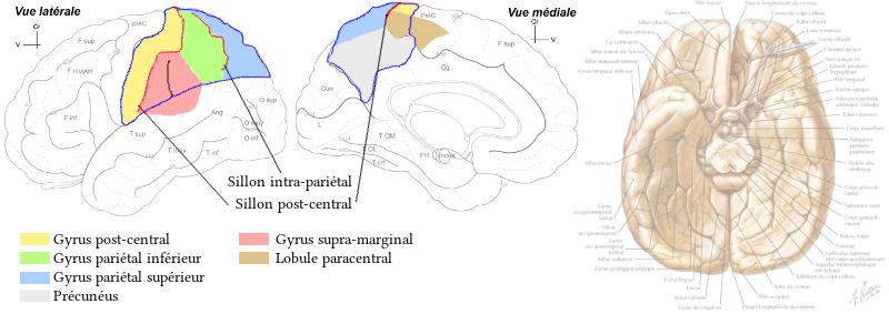 Détails du lobe pariétal
