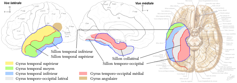 Détails du lobe temporal