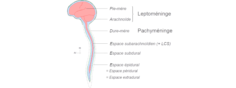 Les méninges