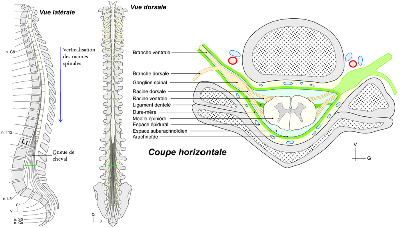 Rapport de la moelle épinière