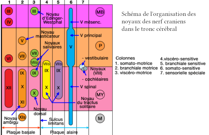 Schéma répertoriant les noyaux du tronc cérébral