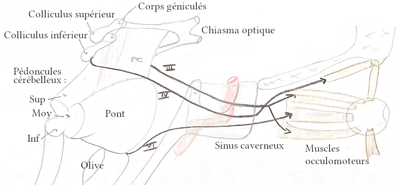 Trajet des nerfs occulomoteurs