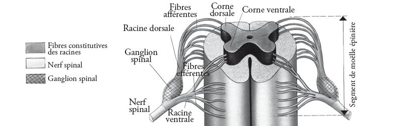 Émergence d’un nerf spinal