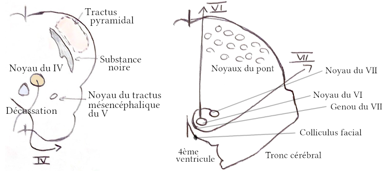 Noyau du VI