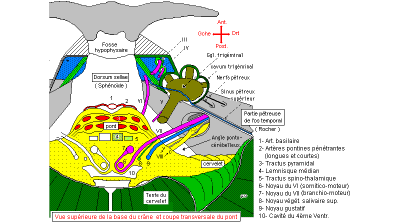 Le noyau du facial