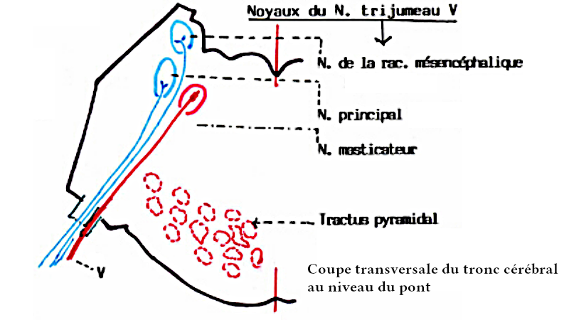 Noyaux du V