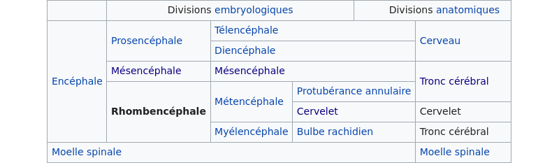 Origine embryologique des strucures anatomiques