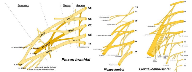 Plexus